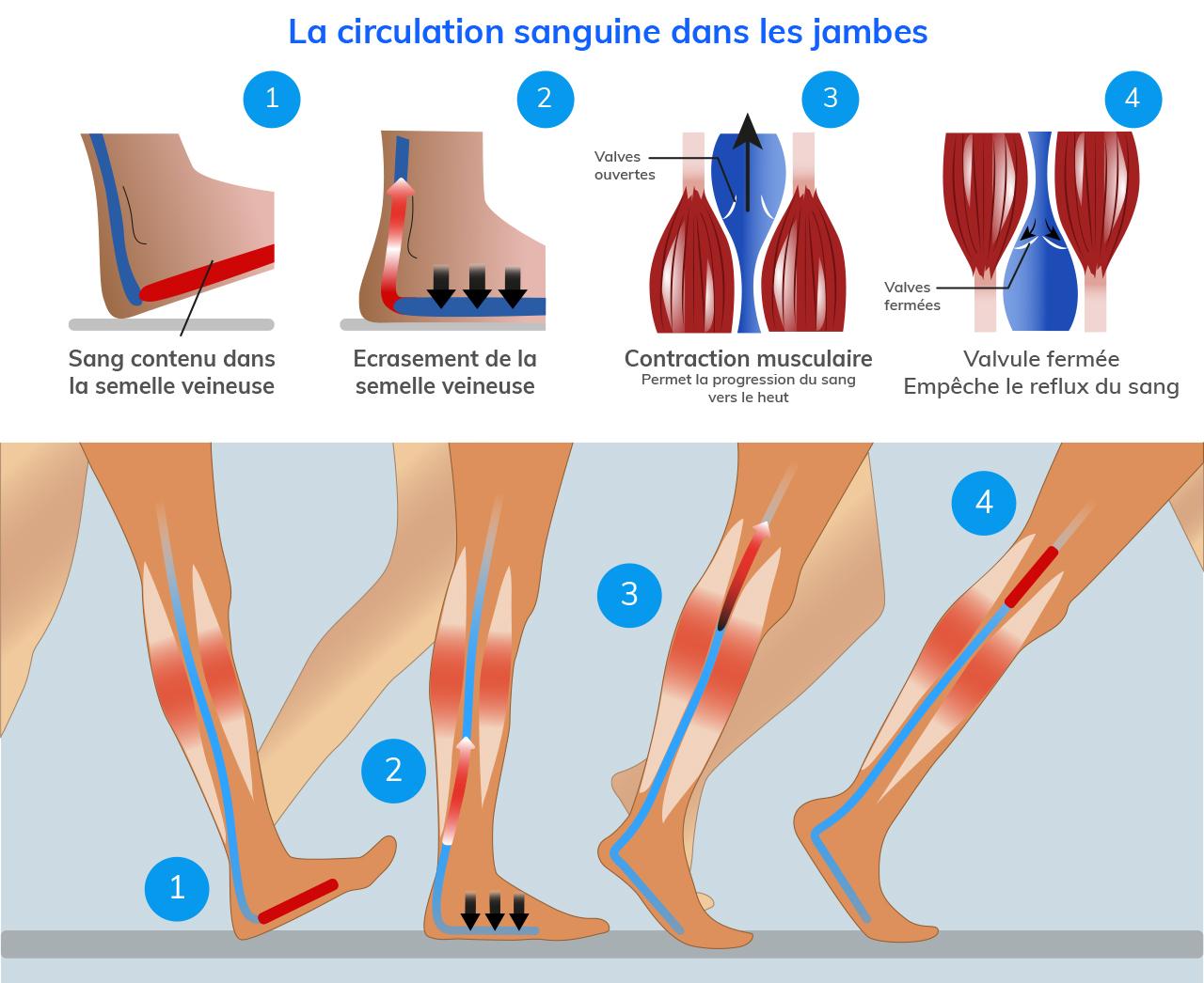 Circulation Et Jambes Lourdes Mauvaise Circulation Sanguine Penser Santé 