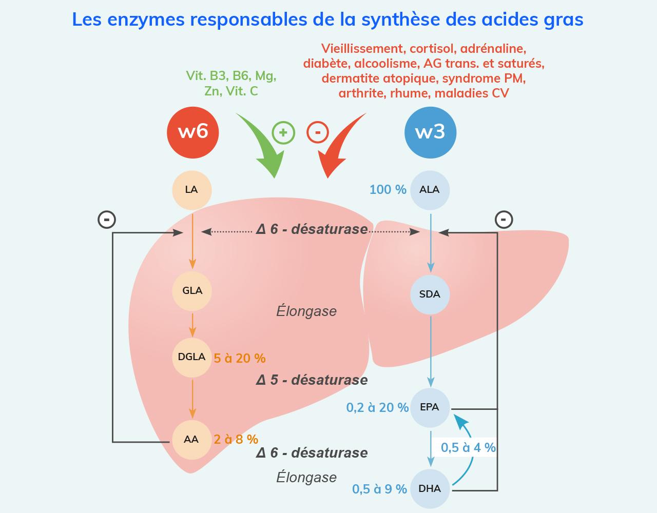 Synthèse Des Acides Gras Par L’organisme | Penser Santé