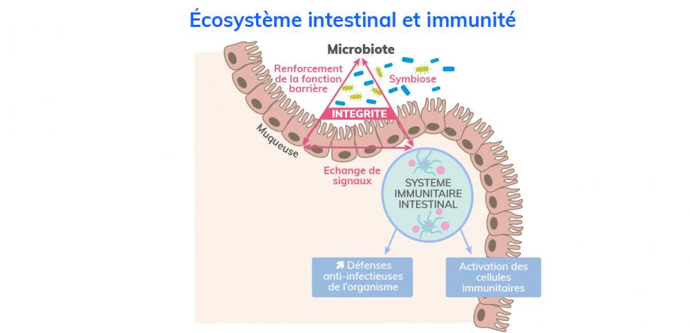 Un apport insuffisant en fibres alimentaires nuit au microbiote intestinal  et à l'équilibre du système immunitaire